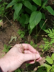 Festuca subverticillata