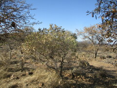 Ozoroa paniculosa