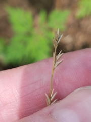 Festuca subverticillata
