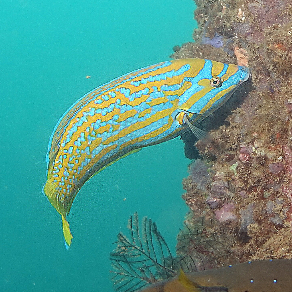 Blue and yellow wrasse (Anampses lennardi) — Labridae