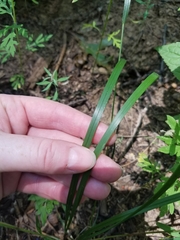Festuca subverticillata
