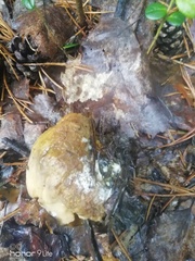 Suillus placidus