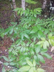 Sambucus sibirica