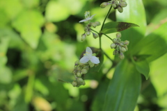 Tripogandra serrulata