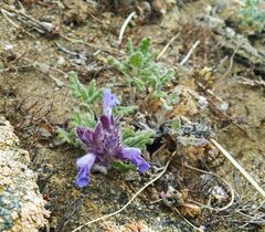 Dracocephalum pinnatum