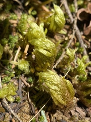 Homalothecium megaptilum