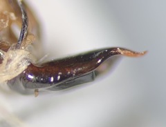 Cryptocephalus transiens