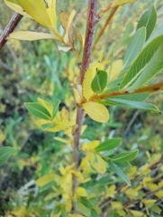 Salix vinogradovii