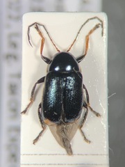 Cryptocephalus renatae