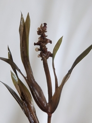 Potamogeton acutifolius