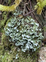Cladonia symphycarpa
