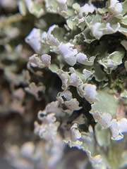 Cladonia symphycarpa