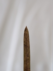 Potamogeton acutifolius