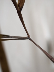 Potamogeton acutifolius