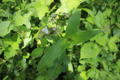 Tripogandra serrulata