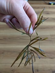Potamogeton acutifolius