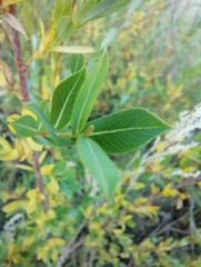 Salix vinogradovii