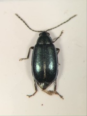 Phyllotreta nigripes