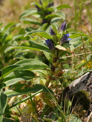 Gentiana cruciata