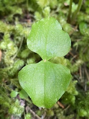 Neottia cordata