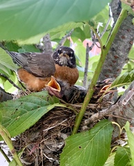 Turdus migratorius