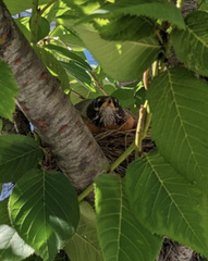 Turdus migratorius