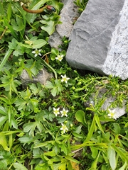 Moehringia ciliata