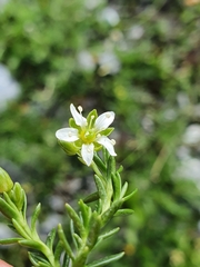 Moehringia ciliata