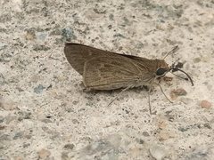Gegenes pumilio gambica