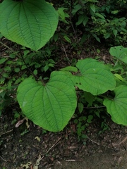 Dioscorea convolvulacea