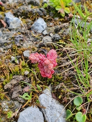 Sedum atratum