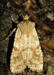 Lithophane bethunei
