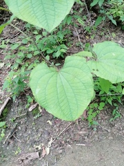 Dioscorea convolvulacea