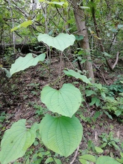Dioscorea convolvulacea