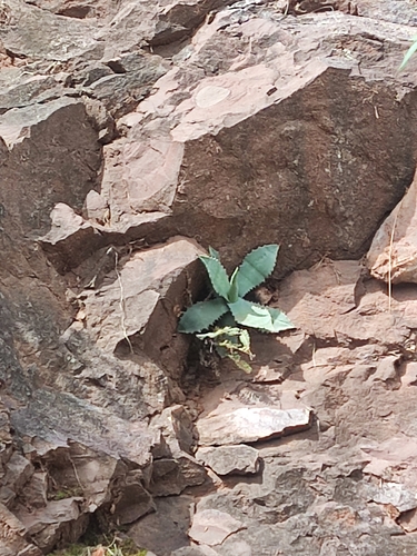 Agave shrevei