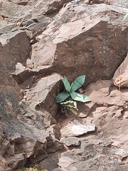 Agave shrevei
