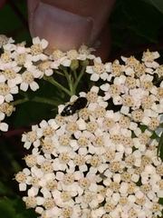 Acmaeodera pulchella