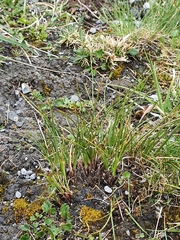 Carex curvula
