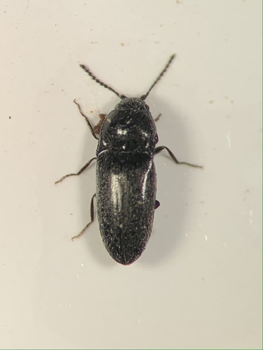 Quasimus minutissimus