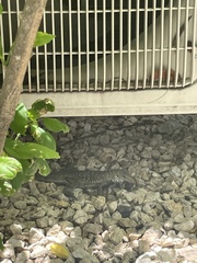 Pholidoscelis griswoldi