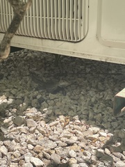 Pholidoscelis griswoldi
