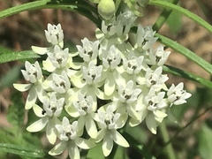 Asclepias angustifolia