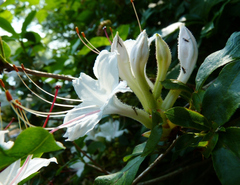 Rhododendron arborescens