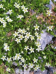 Moehringia ciliata