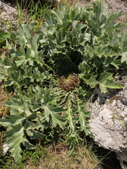Carlina acanthifolia acanthifolia