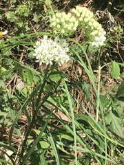 Asclepias angustifolia