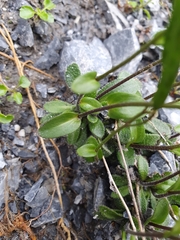 Arabis pumila
