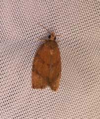 Argyrotaenia juglandana