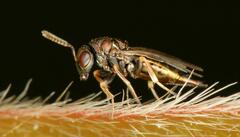 Pteromalus