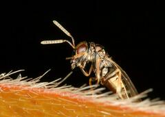 Pteromalus